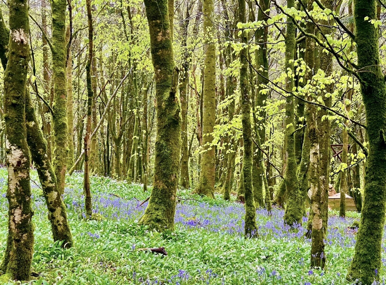 Trees that reflect in symbology the theme anxiety and getting to the root cause