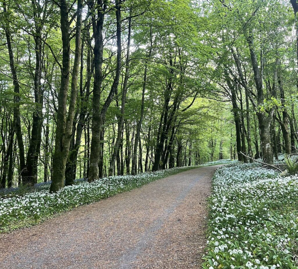 Woodland path representing a therapeutic
